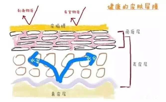 1669088358874650.jpg 皮肤屏障6.jpg