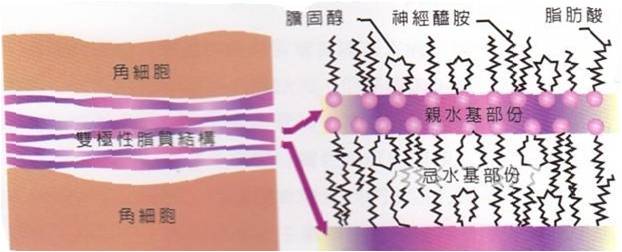 1669088893585248.jpg 细胞间脂质.jpg